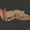 3D Human Ear Anatomical Structure Model With Detailed Internal Parts And Design