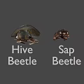 Detailed View Of Large And Small Metallic Beetles On Brown Background