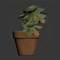 Green Succulent Plants With Rosette Leaves Growing In Terracotta Pot On Dark Background