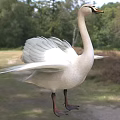 Graceful White Swan Flying With Spread Wings In Forest Background 3d model