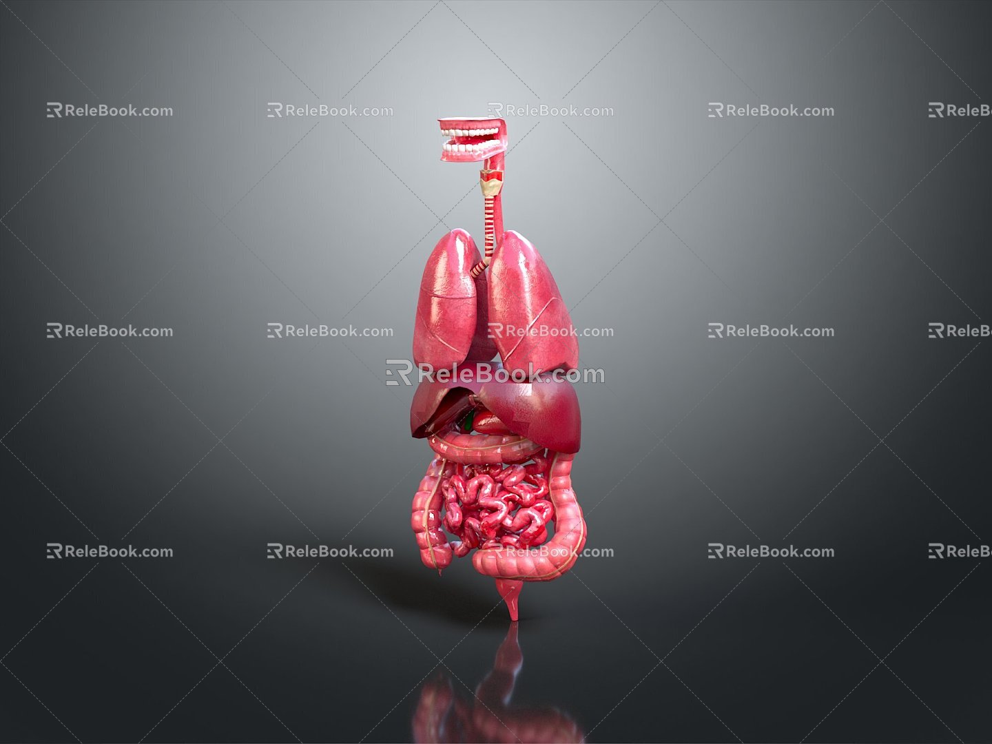 Visceral Human Body Visceral Human Body System Human Urinary System Human Circulatory System Human Body Internal Tissue 3d model