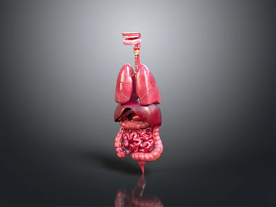 Human Organ Anatomy Model As Medical Device For Educational And Training Purposes 3d model