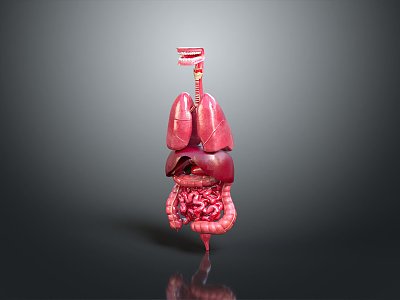 Visceral Human Body Visceral Human Body System Human Urinary System Human Circulatory System Human Body Internal Tissue 3d model