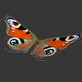 Vibrant Colorful Orange Butterfly With Blue Red Eye Spots On Beautiful Open Wings