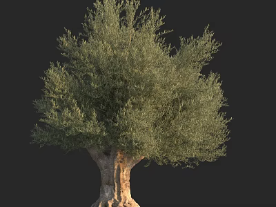Tall Arbor With Thick Trunk And Lush Green Foliage In Natural Environment 3d model