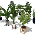 Various Types of Indoor Potted Plants with Different Decorative Pots and Green Foliage