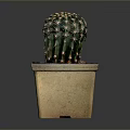 Green Spiky Cactus Plant in Square Terracotta Pot with Brown Base