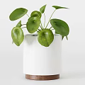 Potted Bonsai Plants Featuring Broad Green Leaves In Different Style Planters