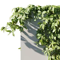 Lush Green Vines Covering Wall with Hanging Leaves and Natural Growth