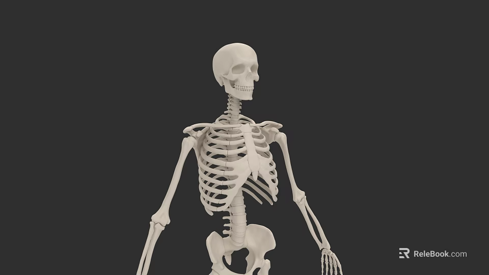 Human Skeletal System Anatomical Structure With Spine Ribs And Limb Bones 3d model 