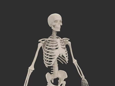 Human Skeletal System Anatomical Structure With Spine Ribs And Limb Bones 3d model