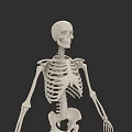 Human Skeletal System Anatomical Structure With Spine Ribs And Limb Bones 3d model