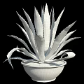 Decorative Agave Plant in Terracotta Pot with White Pebbles for Garden Decor