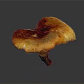 Vibrant Orange Yellow And Deep Purple Mushroom With Umbrella Cap Curved Stem On Dark Background