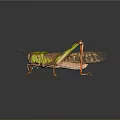 Detailed View of Green and Brown Grasshopper with Long Legs on Smooth Surface