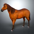 Brown Horse Standing With Long Mane And Smooth Coat On Gray Background