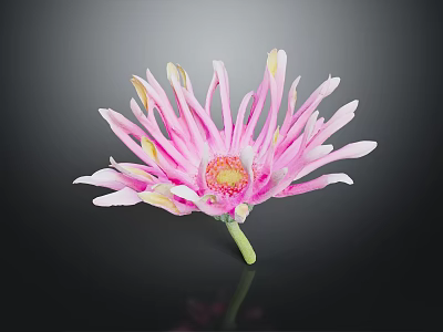 Pink And White Flower With Gradient Petals Yellow Center And Green Stem On Black Background 3d model