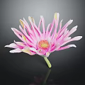 Pink And White Flower With Gradient Petals Yellow Center And Green Stem On Black Background