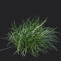 Lush Green Grass Clump With Height Measurement Scale On Black Background 3d model