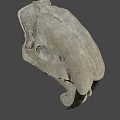 Detailed Animal Skull Anatomical Structure Showing Bone Features And Teeth
