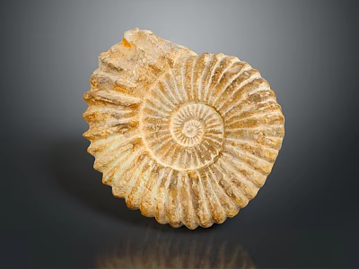 Natural Ammonite Fossil Decorative Home Accessory With Spiral Pattern And Organic Texture 3d model