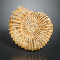 Chi chrysanthemum stone ancient fossil stone chrysanthemum fossil items 3d model