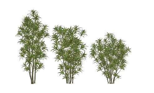 modern shrub lily bamboo 3d model