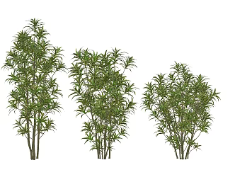 modern shrub lily bamboo 3d model