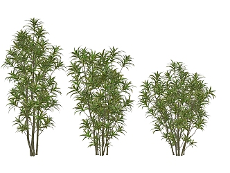 modern shrub lily bamboo 3d model