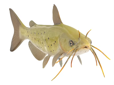 Yellow Aquatic Animal With Black Spots And Long Whiskers Detailed Close Up 3d model