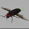 Detailed View of Black Beetle with Red Head Brown Wings and Green Tail