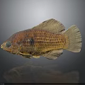 Vibrant Orange Brown Spotted Tropical Fish Swimming In Aquarium With Reflection
