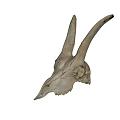 Natural Animal Skull Wall Decor with Long Curved Horns for Decorative Hanging