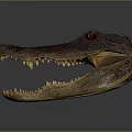 Modern Crocodile Specimen Alligator Nile Alligator 3d model
