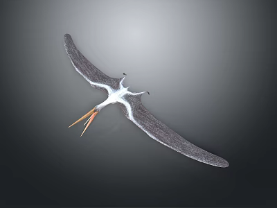 Detailed Prehistoric Pterosaur Flying Reptile Model Featuring Large Wings And Long Beak 3d model