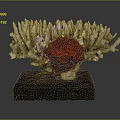 Sculptural Coral Structure With Grayish White Branches And Vibrant Red Center On Black Base