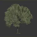 Lush Olive Tree With Vibrant Green Leaves And Strong Brown Trunk Growth