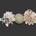 Decorative Seashell Ornament Set With Various Shapes White Green And Brown Spots On Black Surface