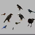 Various Species of Flying Birds Including Eagles Crows and Colorful Songbirds