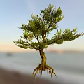Lush Green Arbor with Exposed Roots Against Scenic Coastal Sunset Background