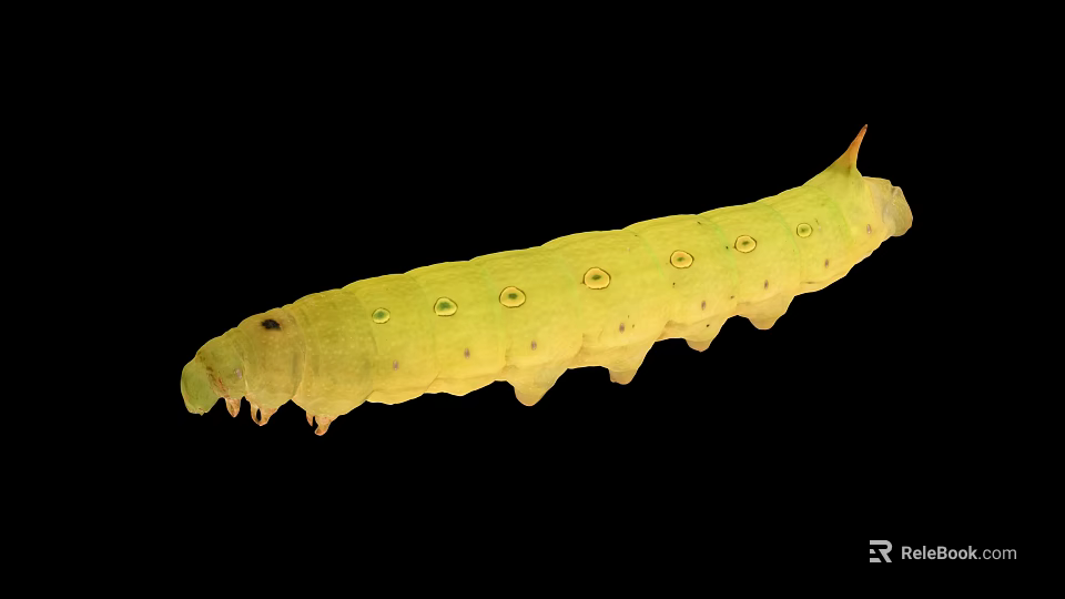 Detailed View of Yellow Caterpillar with Green Spots on Black Background 3d model 
