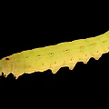 Detailed View of Yellow Caterpillar with Green Spots on Black Background