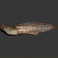 Detailed Patterned Fish With Brown Red Yellow Colors On Gray Background