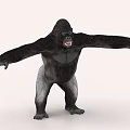 Gorilla 3D Model In Standing Pose With Outstretched Arms On Light Background 3d model