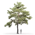 Tall Pine Tree with Dense Green Needles Strong Trunk and Lush Branches in Natural Landscape
