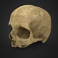 Man Examining Ancient Human Skull With Detailed Bone Structure And Features 3d model