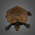 Realistic Brown Turtle With Detailed Textured Shell And Extended Limbs 3d model