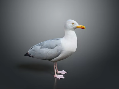 Gray and White Seagull Standing with Yellow Beak and Pink Feet on Gray Background 3d model
