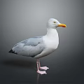 Gray and White Seagull Standing with Yellow Beak and Pink Feet on Gray Background