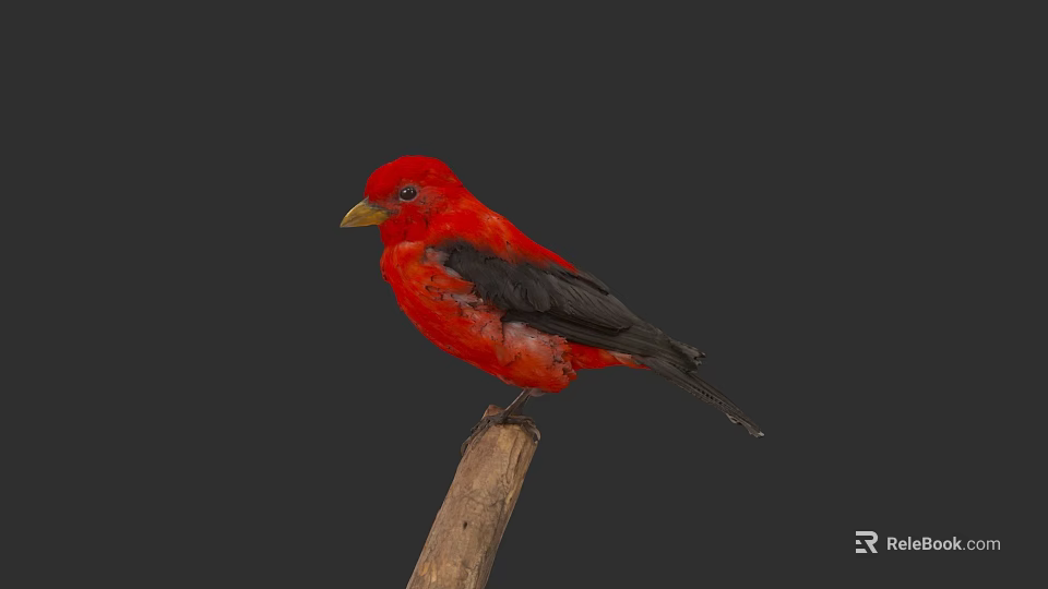 Small Vibrant Red Bird Perched on Wooden Branch Against Dark Background 3d model 